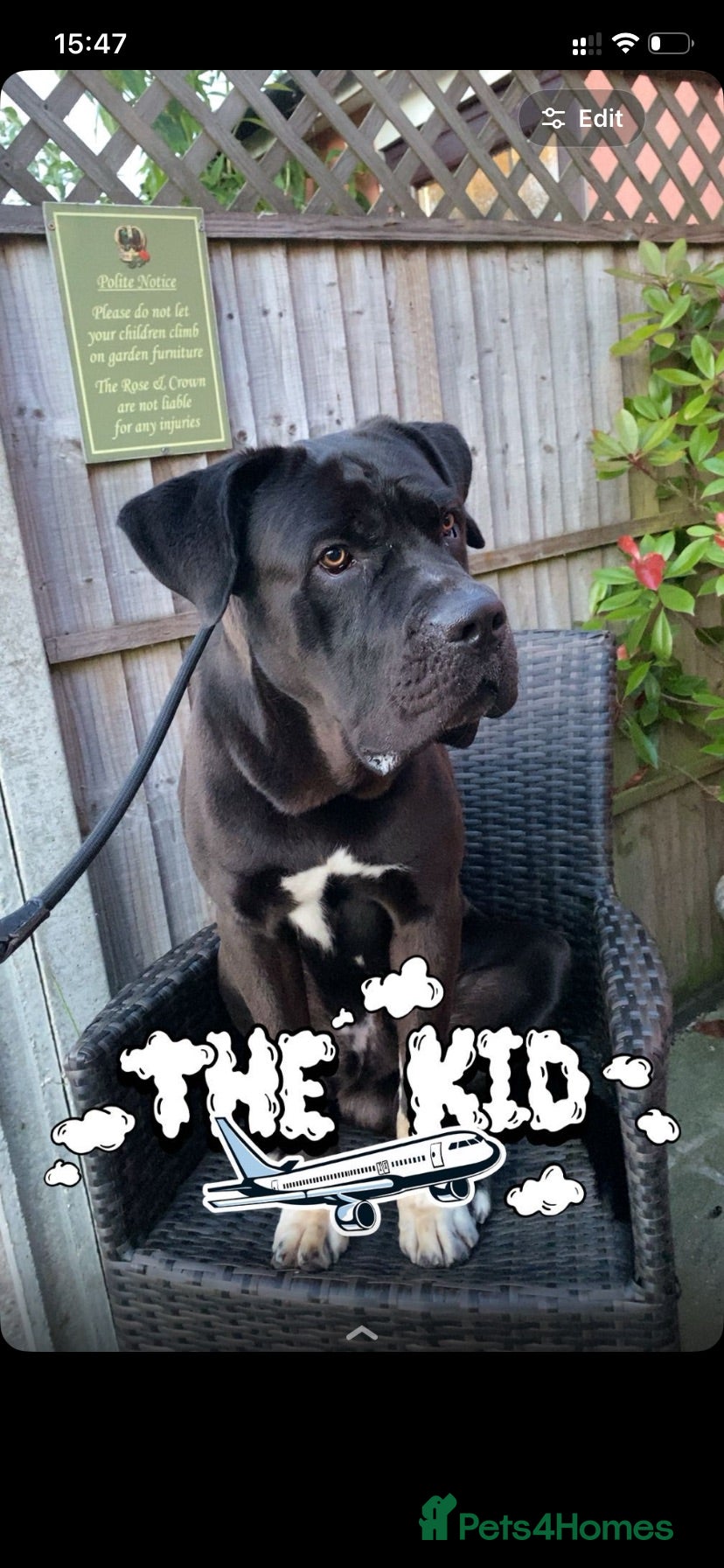 Mixed Breed dogs Cane corso x Rottweiler  - Advert 5