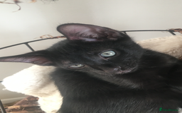 Sphynx cats for sale: Beautiful Sphynx x oriental kittens  - Image 4