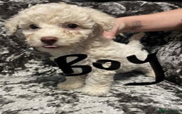 Poochon dogs for sale: Poochon puppies - Image 1