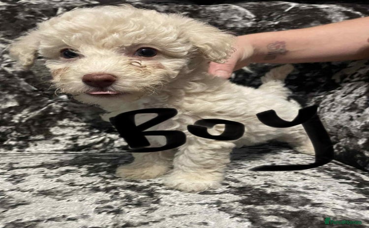 Poochon dogs - Advert 1