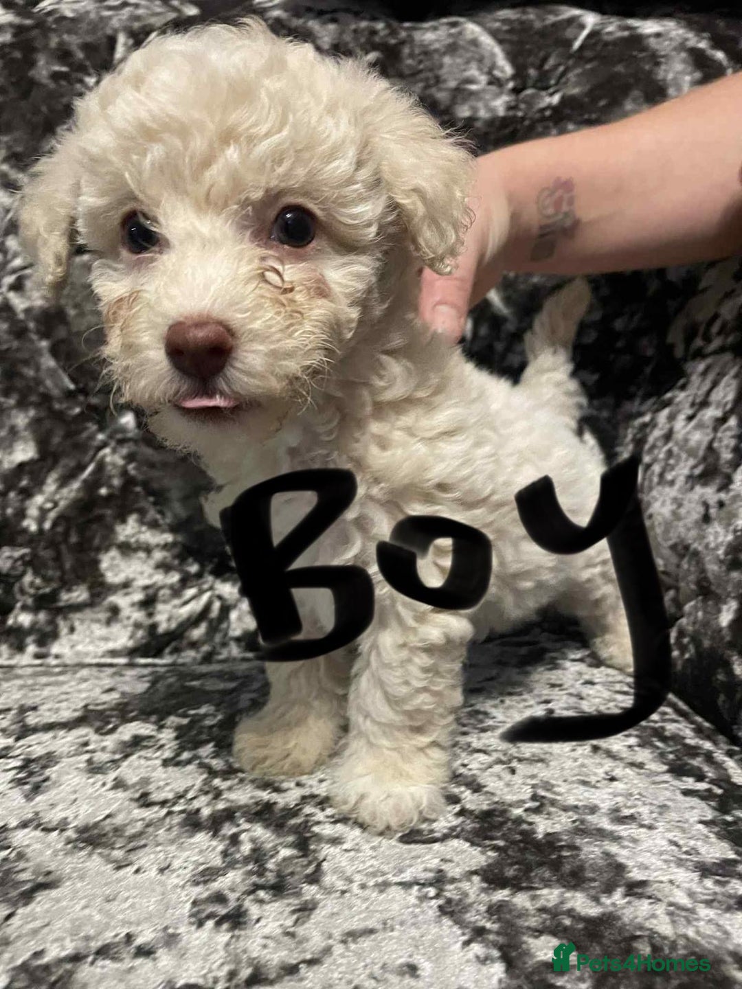 Poochon dogs for sale: Poochon puppies - Image 1