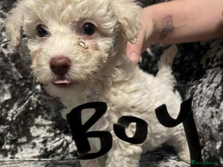 Poochon dogs for sale - Advert 1