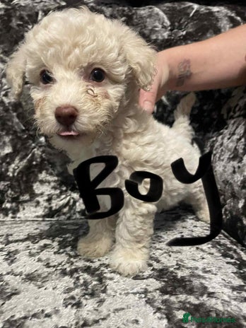 Poochon dogs - Advert 1