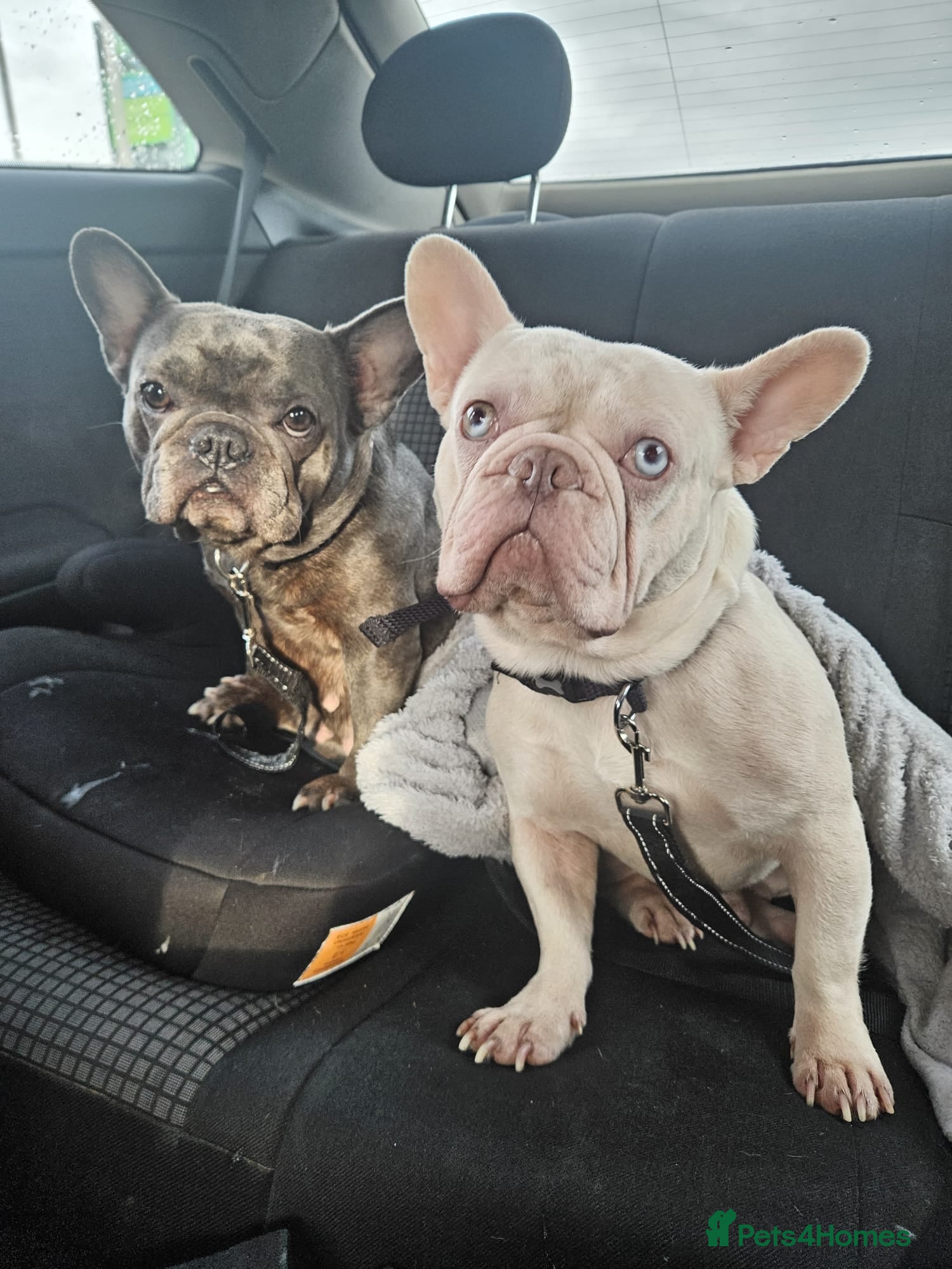 French Bulldog dogs 5 Chunky French Bulldog Pups  - Advert 1