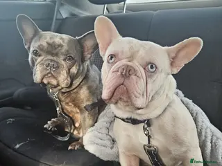 French Bulldog dogs 5 Chunky French Bulldog Pups - Advert 1