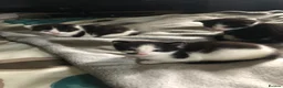 Mixed Breed cats for sale: Kittens for sale  - Advert 7