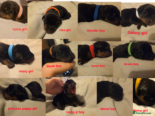 Rottweiler dogs Rottweiler puppies - Advert 3