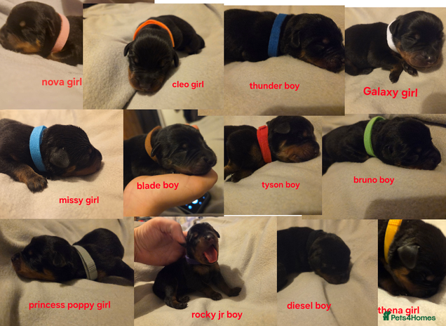 Rottweiler dogs Rottweiler puppies - Advert 1