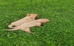 Cavapoo dogs for sale: Cavapoo puppies - Image 3