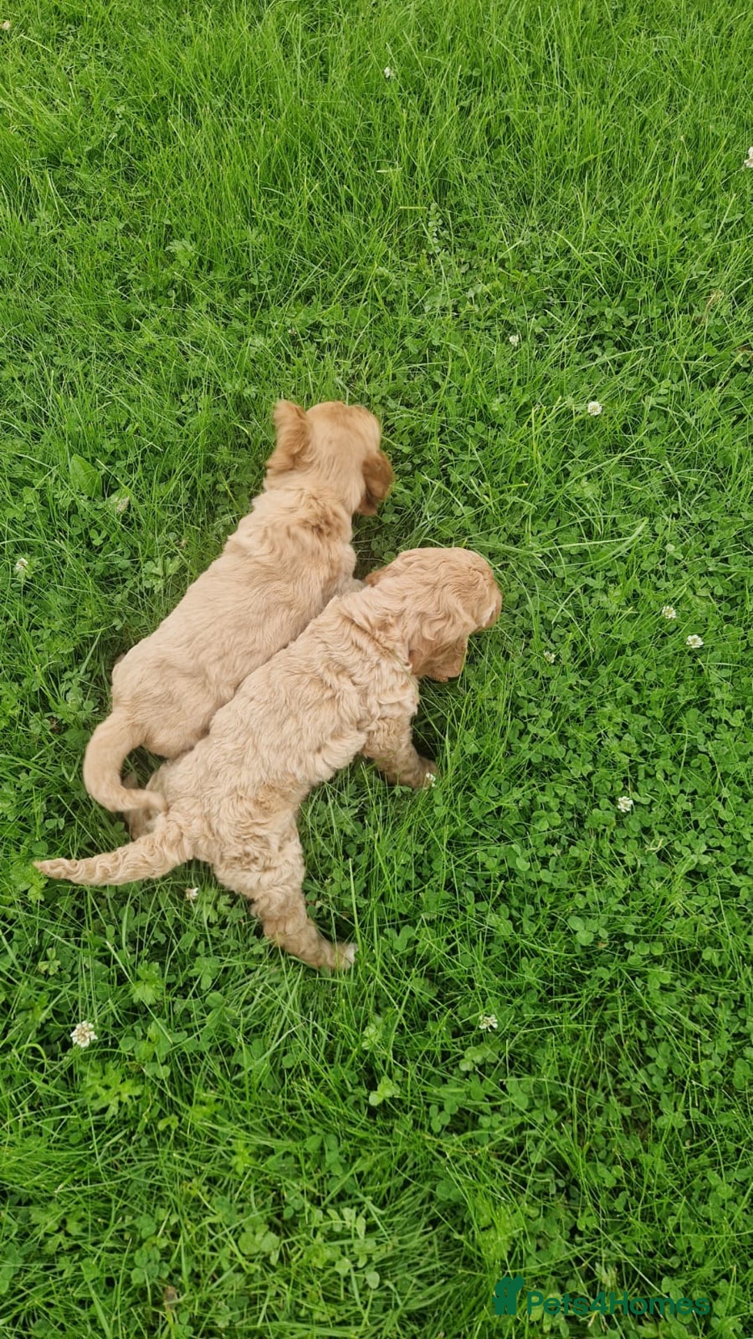 Cavapoo dogs for sale: Cavapoo puppies - Image 3