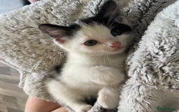 British Shorthair cats for sale: 2 male kittens remaining  - Image 26