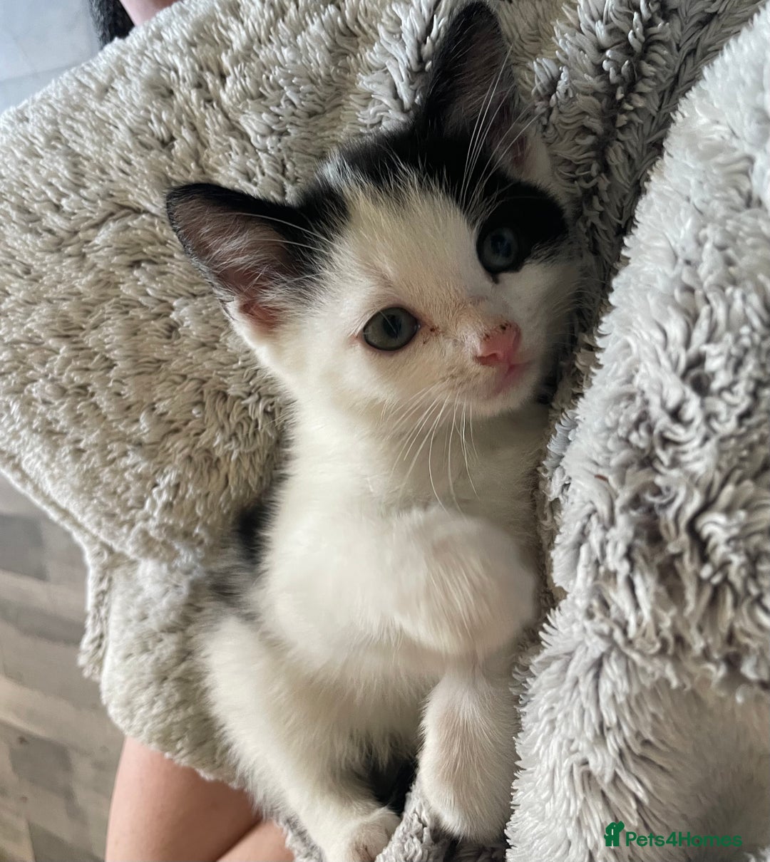 British Shorthair cats for sale: 2 male kittens remaining  - Image 26