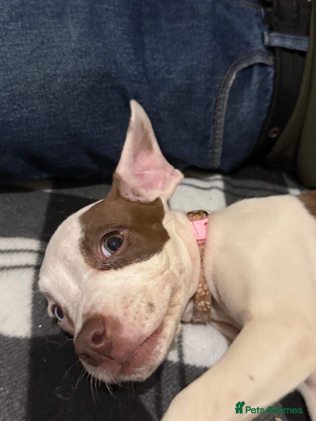 Mixed Breed dogs for sale: Spaniel crossed  - Advert 14