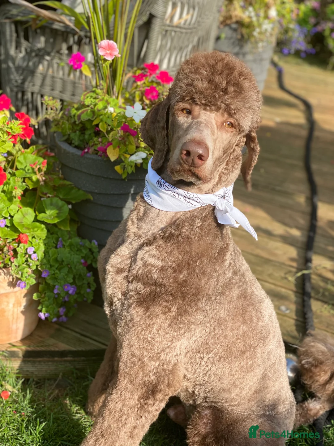 Standard Poodle dogs for stud: Champion Proven Gentle Poodle Available for Stud in Swindon - Advert 2