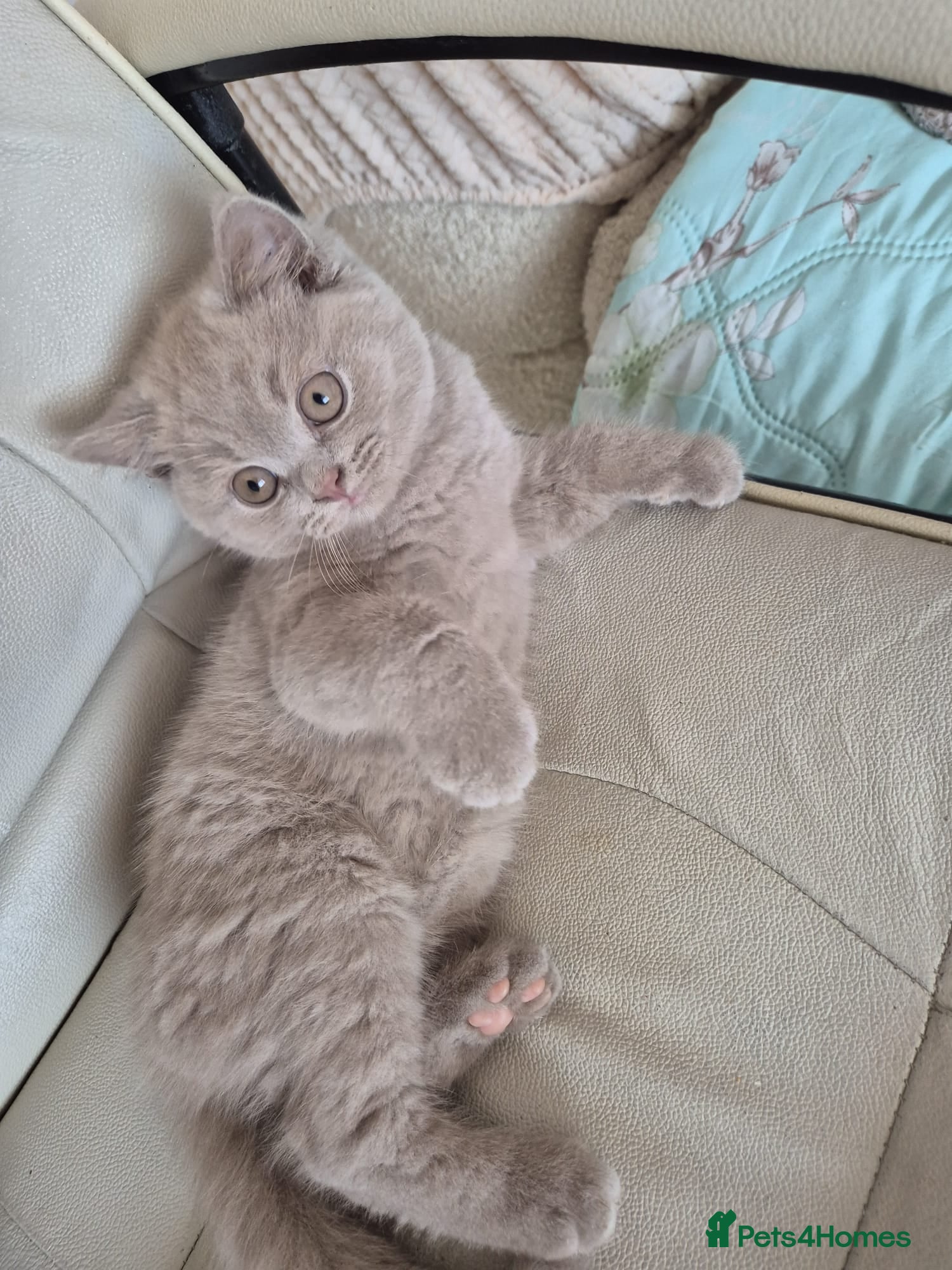 British Shorthair cats Cute BSH blue and lilac kittens for new home - Advert 2