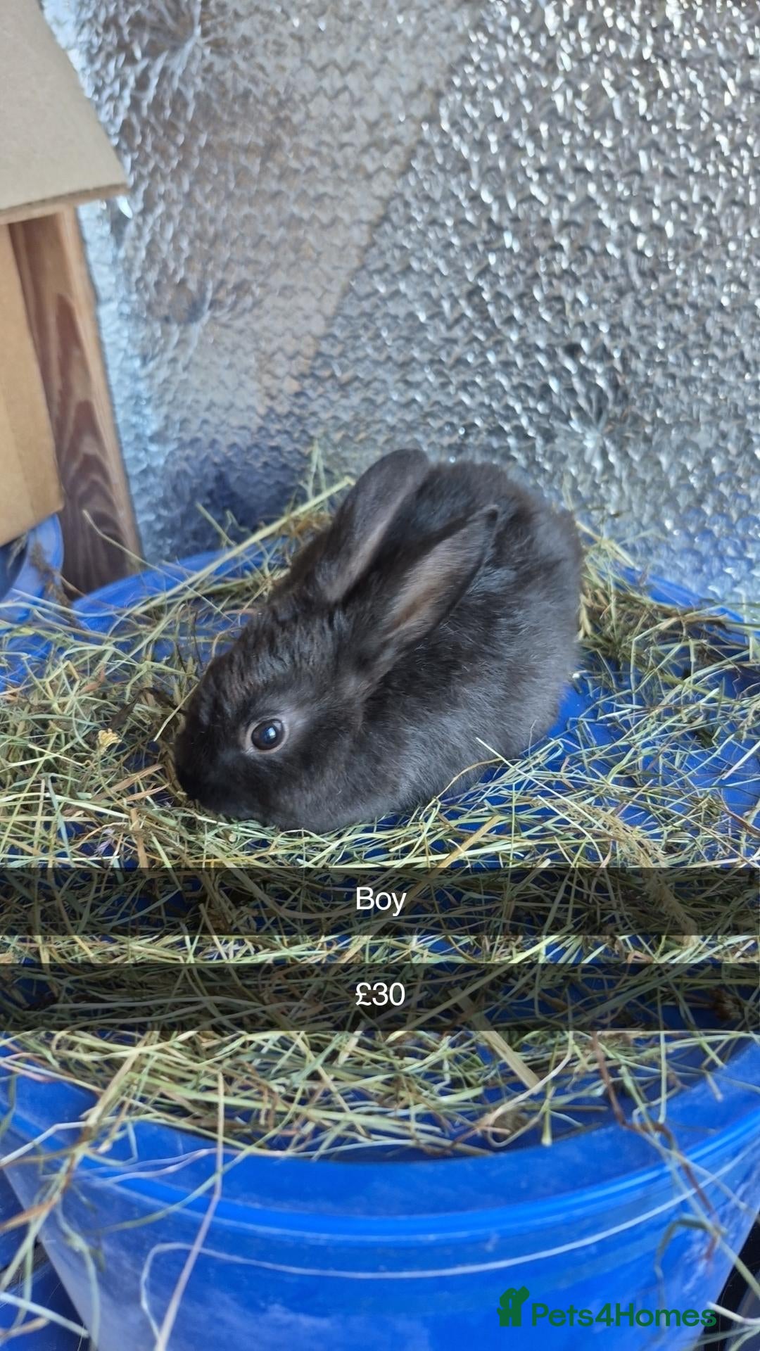 Mixed Breed rabbits Baby 8 week old Dewarf Rabbits - Advert 16