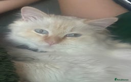 Ragdoll cats for sale: Ragdoll  - Image 6