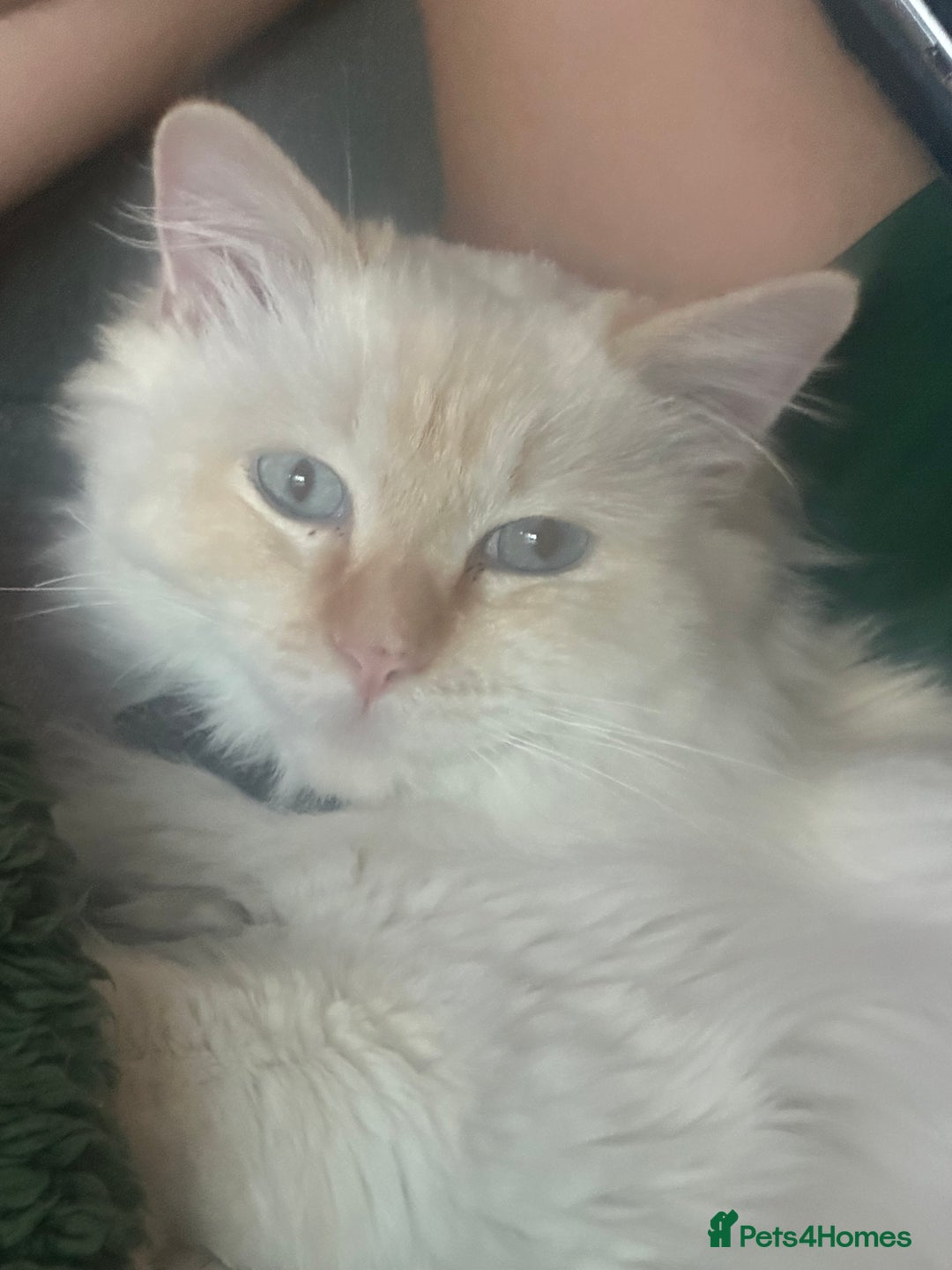 Ragdoll cats for sale: Ragdoll  - Image 6
