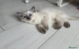 Ragdoll cats for sale: Kittens for sale - Image 3