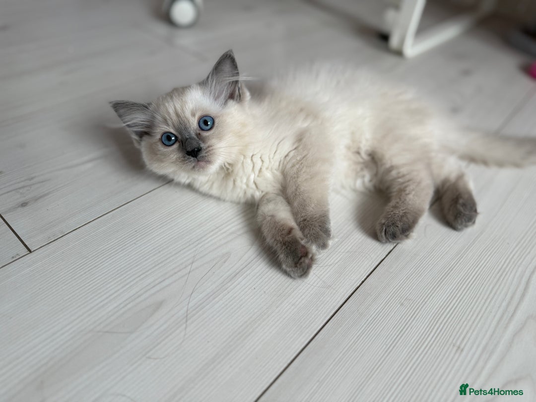Ragdoll cats for sale: Kittens for sale - Image 3