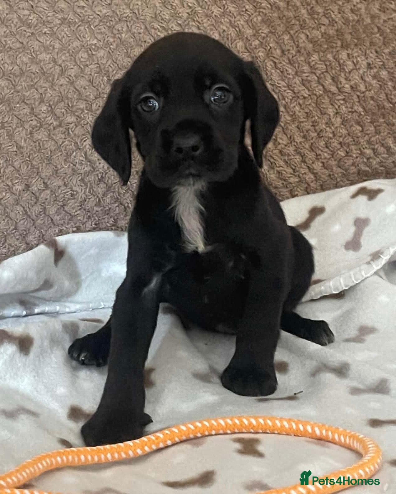 Cockerdor dogs 2 BEAUTIFUL COCKERDOR GIRL PUPS LEFT - Advert 1