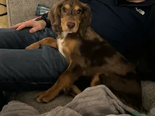 Cocker Spaniel dogs Cocker Spaniel in Retford - Advert 1