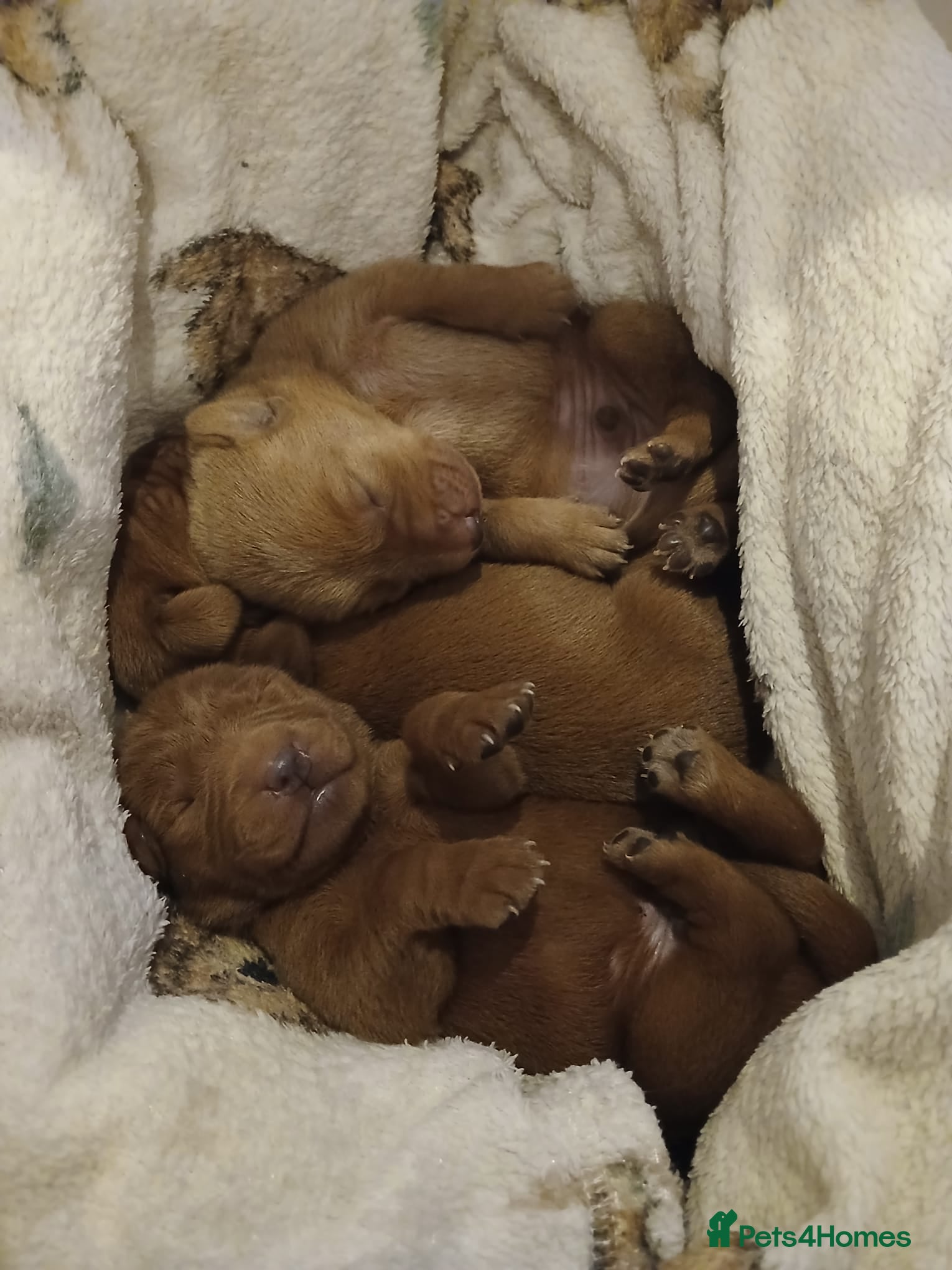 Labrador Retriever dogs Mahogony red lab pups by Mochuto hot off the press - Advert 2
