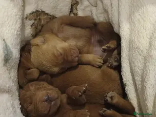 Labrador Retriever dogs Mahogony red lab pups by Mochuto hot off the press - Advert 2