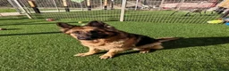 German Shepherd dogs for adoption: GOOSE - 5 year old GSD - Advert 2