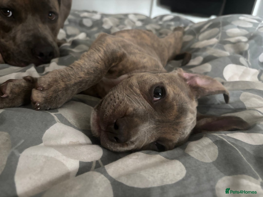 Mixed Breed dogs for sale: Mixed breed puppy - Image 5