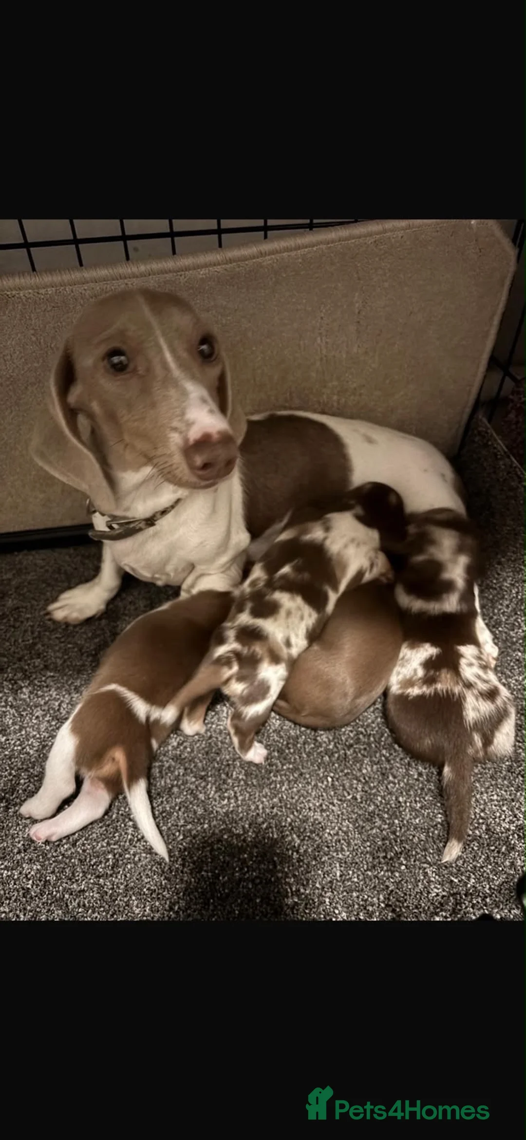 Miniature Dachshund dogs for sale: Beautiful miniature long haired dachshund  in Witham - Advert 1