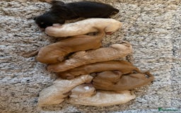 Cockapoo dogs for sale: Cockapoo puppies for sale  - Image 1