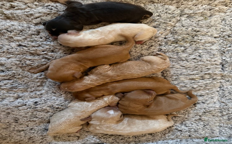 Cockapoo dogs - Advert 3