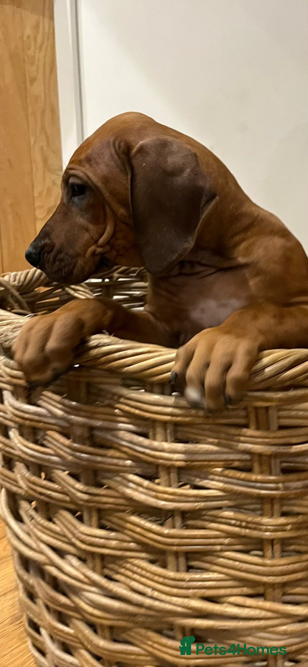 Rhodesian Ridgeback dogs for sale: Fabulous Rhodesian Ridgeback girls - Image 4