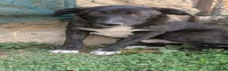 Mixed Breed dogs for adoption: Green for adoption in Hastings - Advert 4