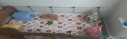 Guinea Pig rodents for sale: 2 Lunkarya guineas with cage and accessories  - Advert 15