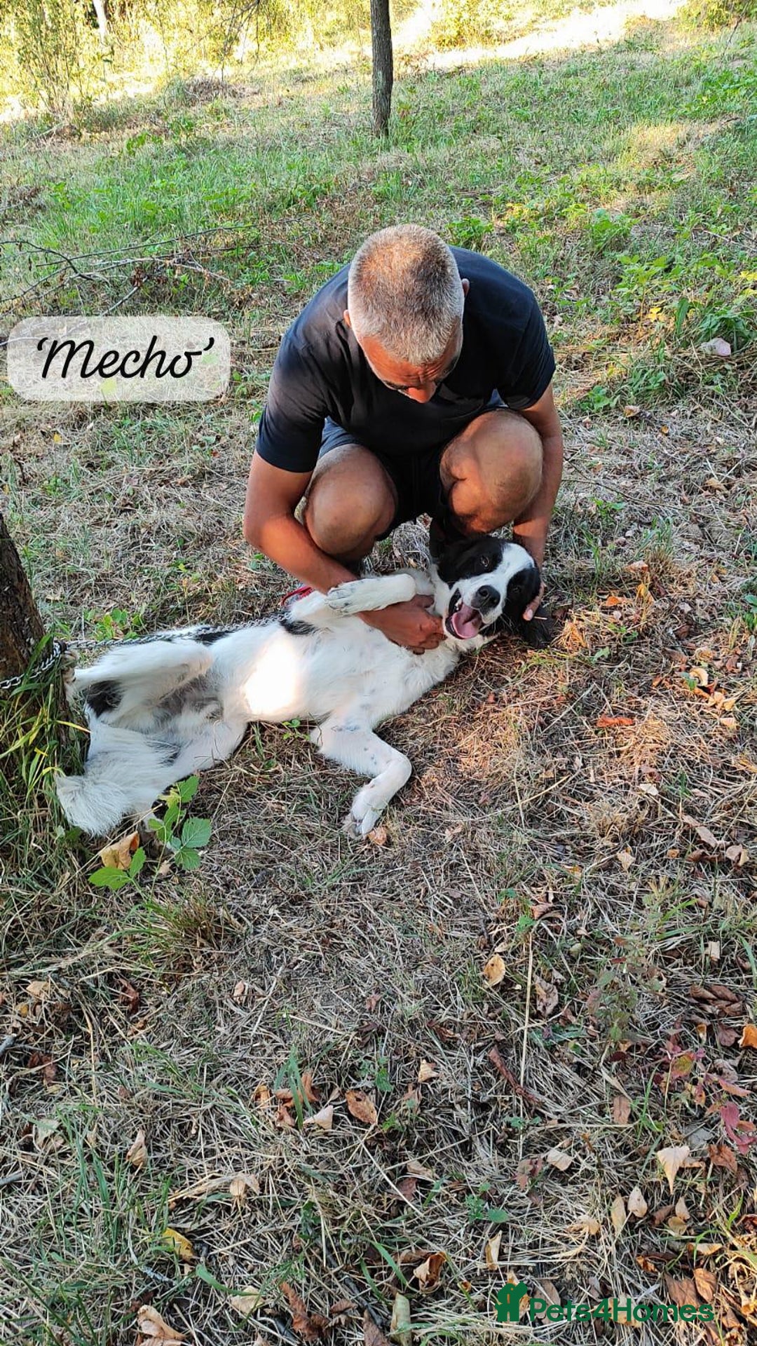 Mixed Breed dogs for adoption: Mecho, 1.5-2 yrs old. Available for adoption. - Image 20
