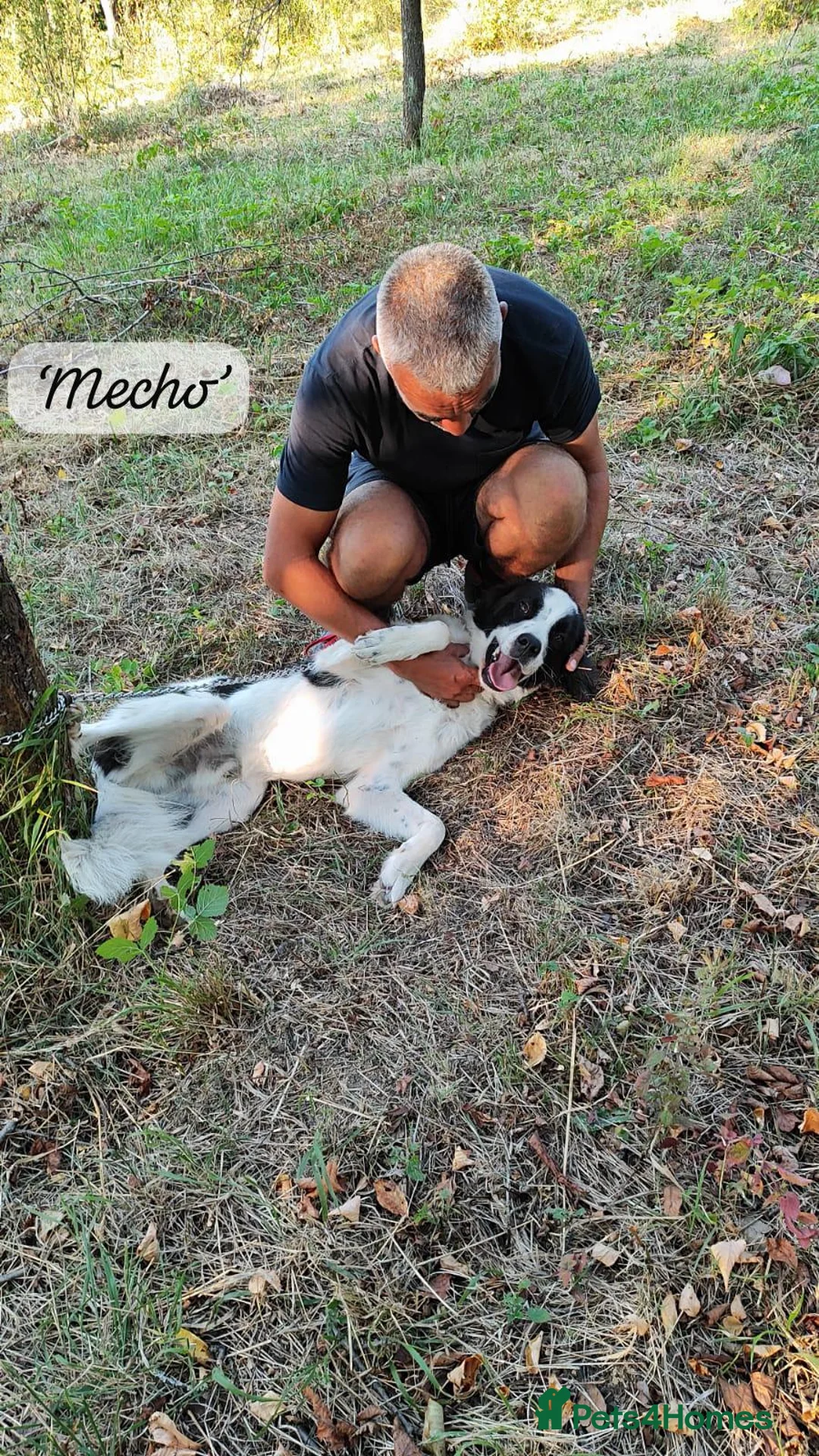 Mixed Breed dogs for adoption: Mecho, 1.5-2 yrs old. I adopted . - Advert 24