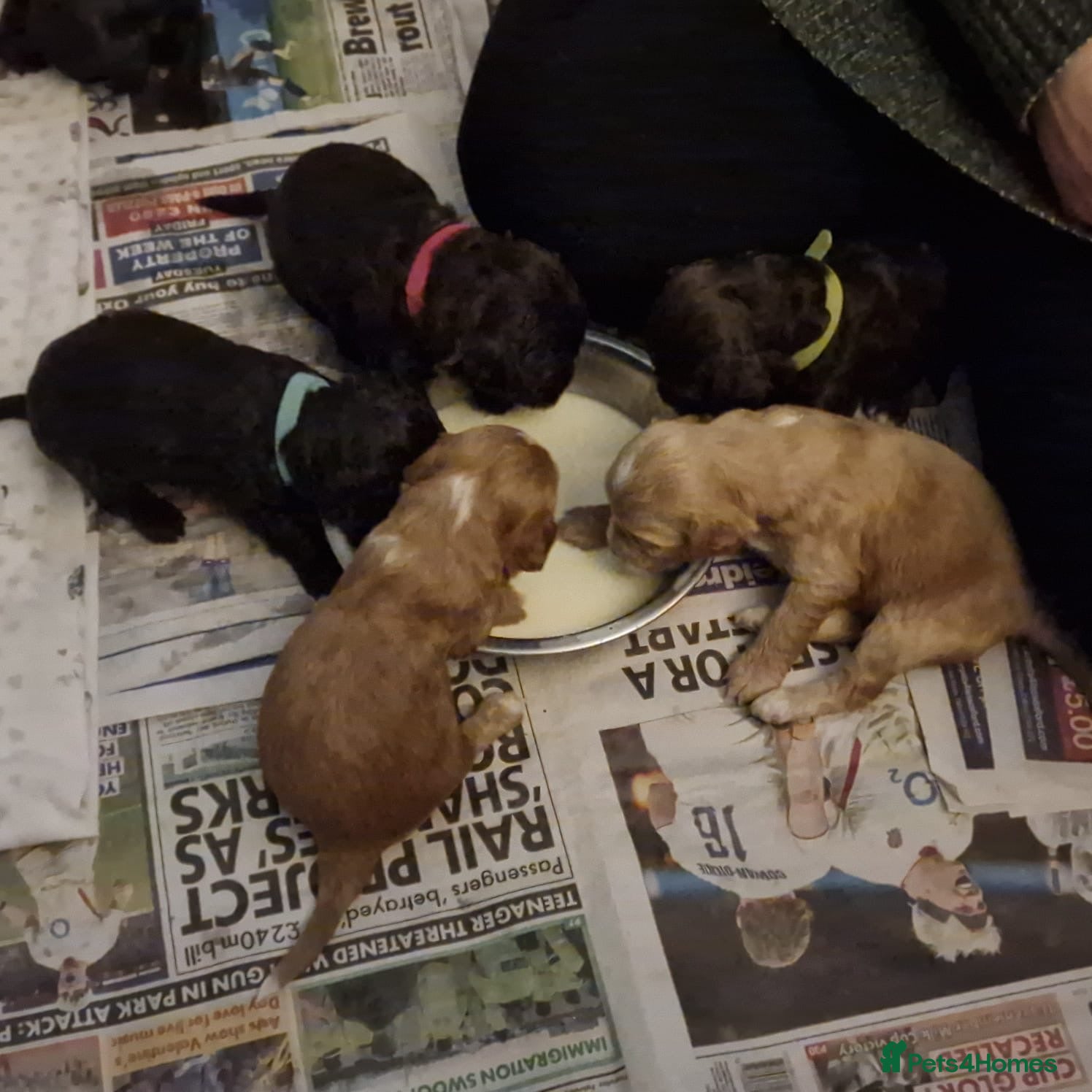 Cockapoo dogs Gorgeous Cockerpoochons  - Advert 15