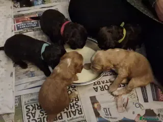 Cockapoo dogs Gorgeous Cockerpoochons - Advert 15