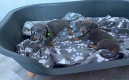 Miniature Dachshund dogs for sale: Miniature Dachshund puppies - Image 12