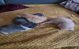 British Longhair cats for sale: 🐈 cat - Image 8