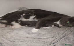 Mixed Breed cats for sale: Beautiful fluffy grey tabby kittens - Image 7