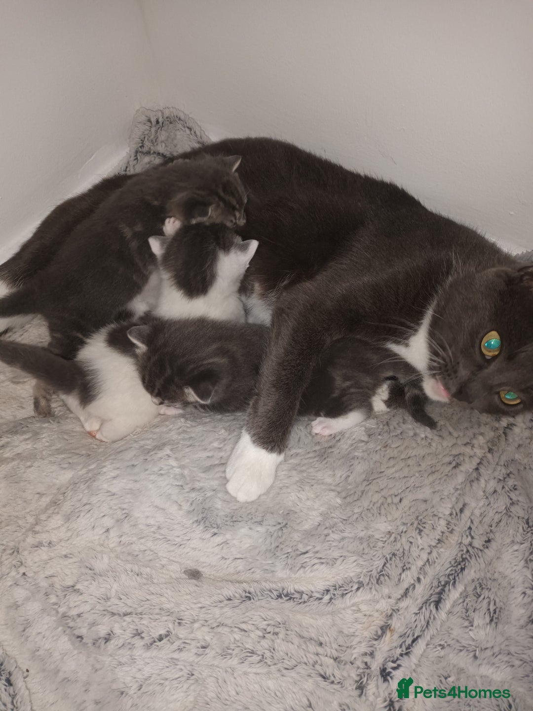Mixed Breed cats for sale: Beautiful fluffy grey tabby kittens - Image 7