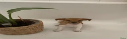 Jack Russell dogs for sale: Beautiful Pure Jack Russell Puppies Dogs  in Isleworth - Advert 6