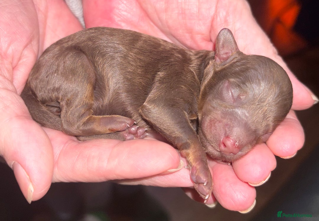 Toy Poodle dogs for sale: Brown phantom Kc toy poodles - Advert 8