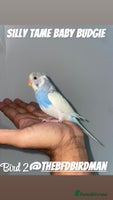 Budgerigars birds - Advert 3