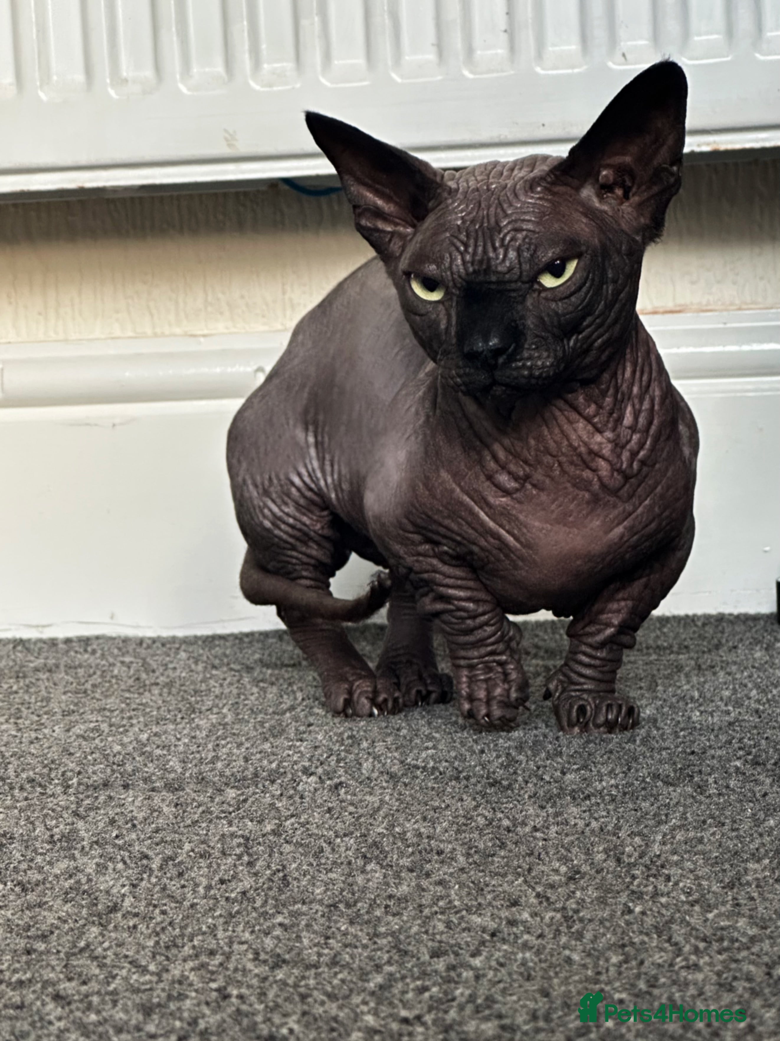Sphynx cats Proven TICA reg Bambino Sphynx for stud  - Advert 1