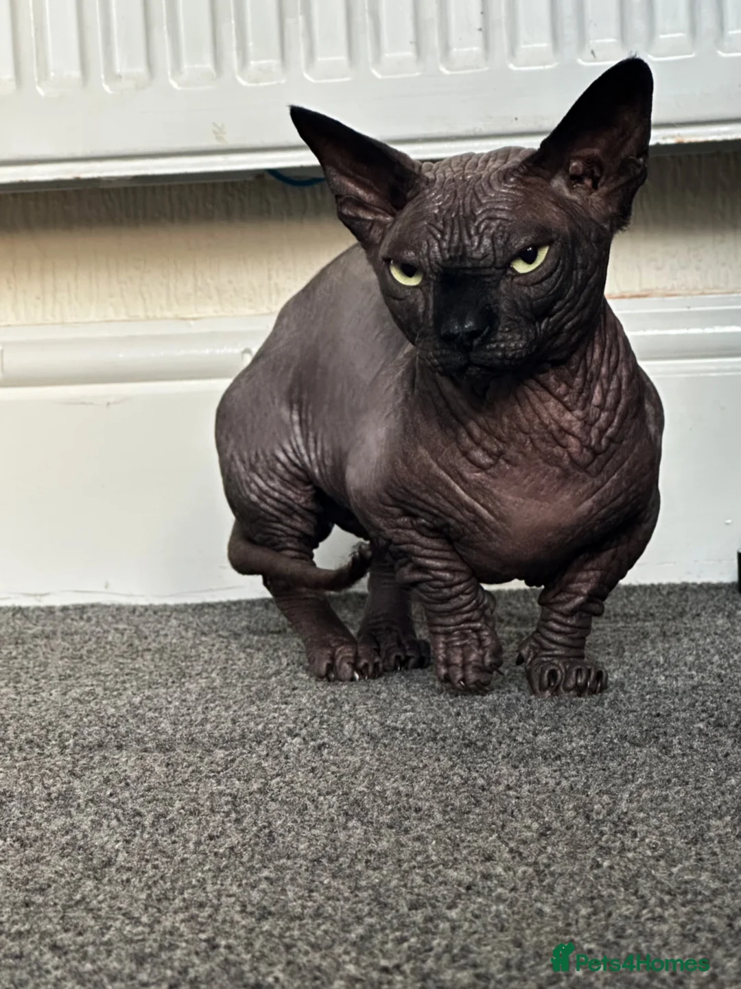 Sphynx cats for stud: Proven TICA reg Bambino Sphynx for stud  - Advert 1