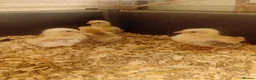 Chickens poultry for sale: Serama and black copper maran chicks - Advert 2